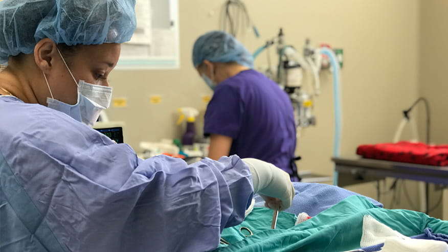 VCA Hualapai Animal Hospital General Surgery