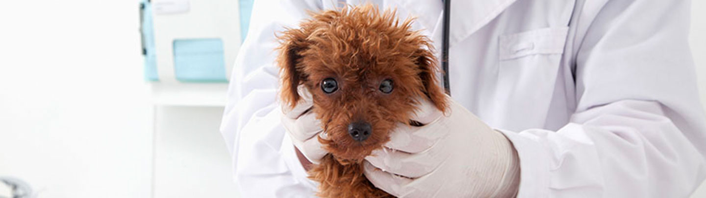 Advanced Care In Syosset Ny Jericho Animal Hospital