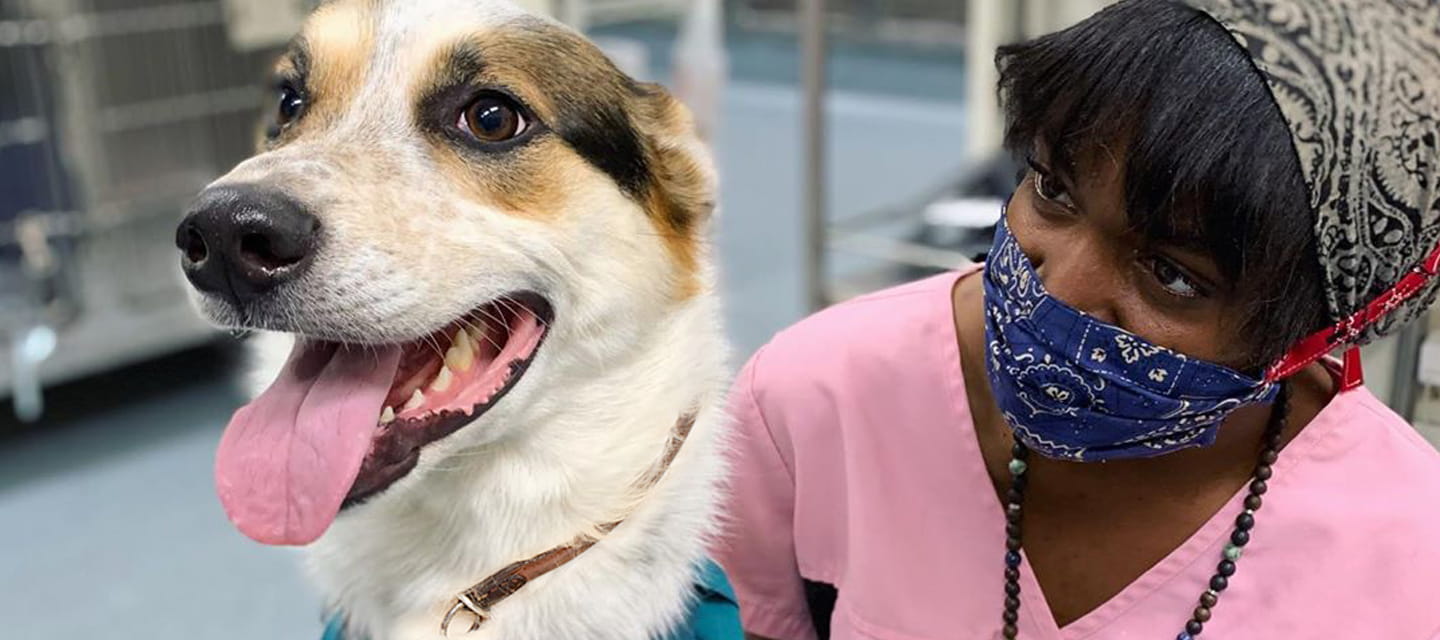 vca animal hospital jones road