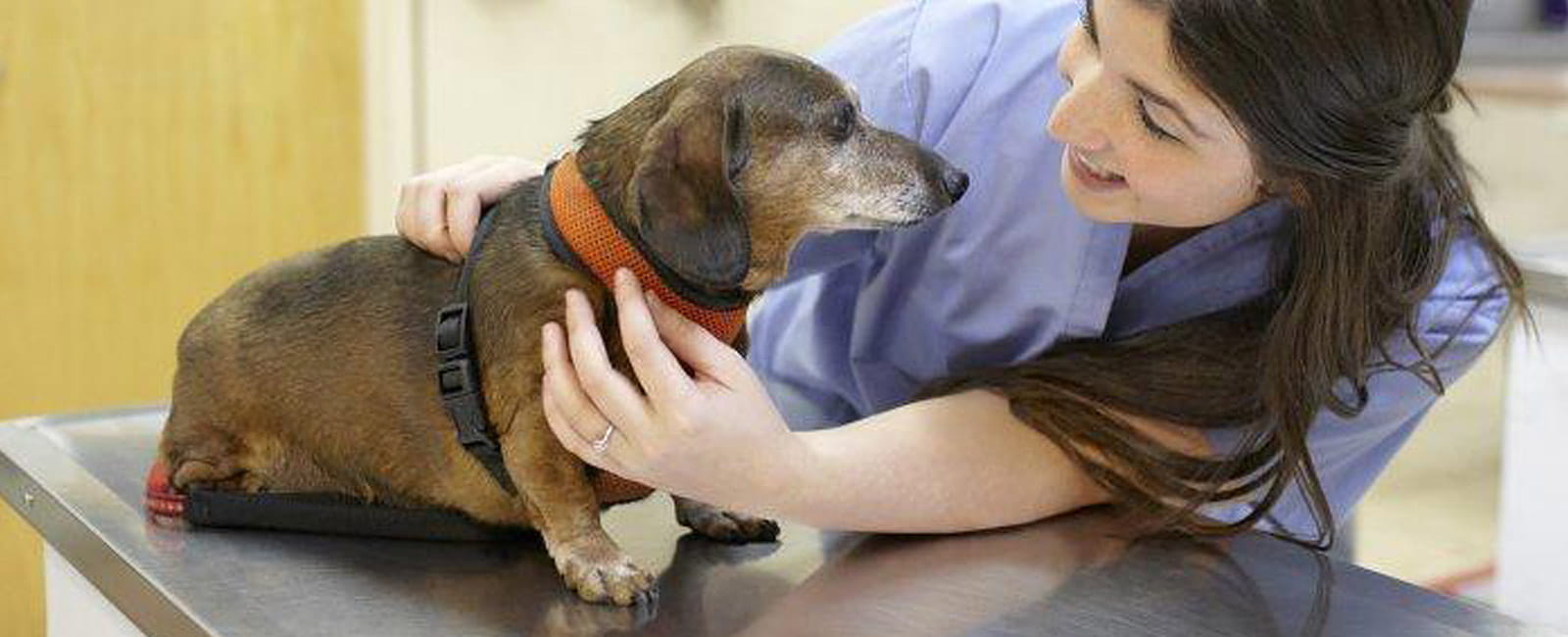 Veterinarians in Bedford Hills, NY Katonah Bedford Veterinary Center