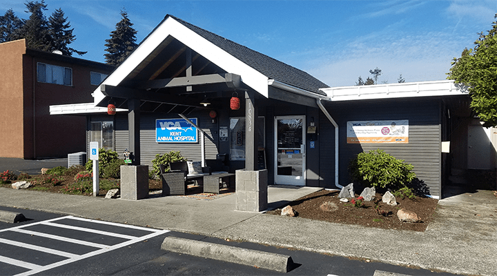 vca kent animal hospital