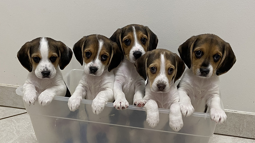 Puppies at VCA Kickingbird Animal Hospital