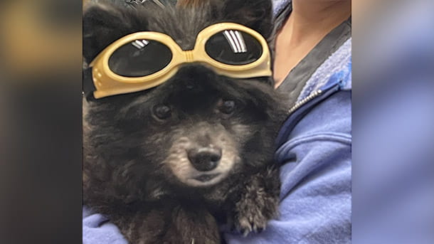 Dog being treated with cold laser therapy at VCA Kickingbird Animal Hospital