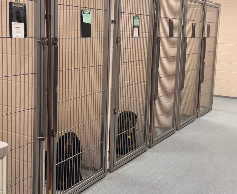 Dogs in boarding runs at VCA Kickingbird