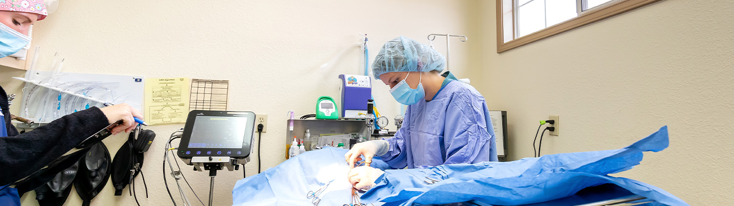 Veterinarians performing surgery