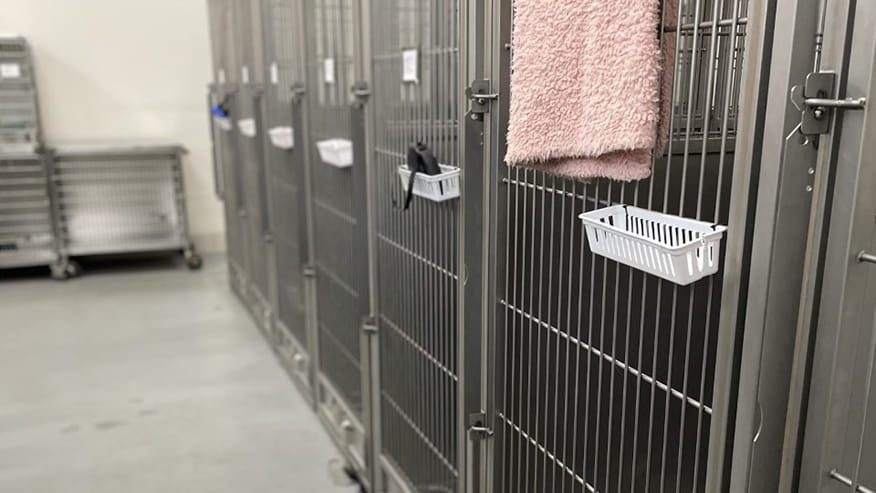 Dog Boarding