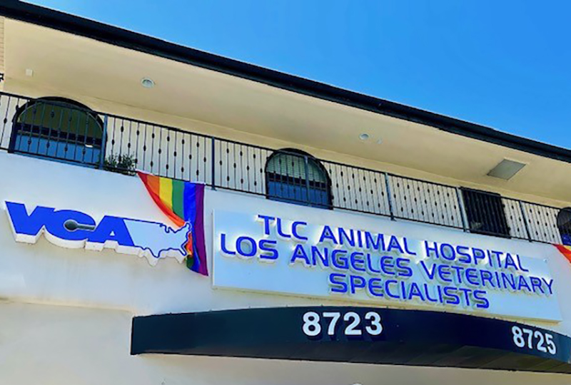Los Angeles Veterinary Specialists Homepage 2021