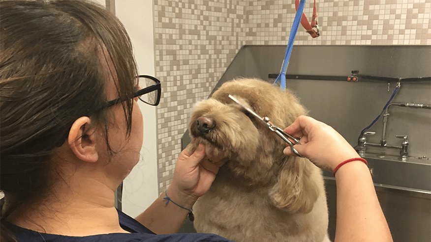 Dog Grooming In Los Gatos Ca Vca Animal Hospital Of Los Gatos