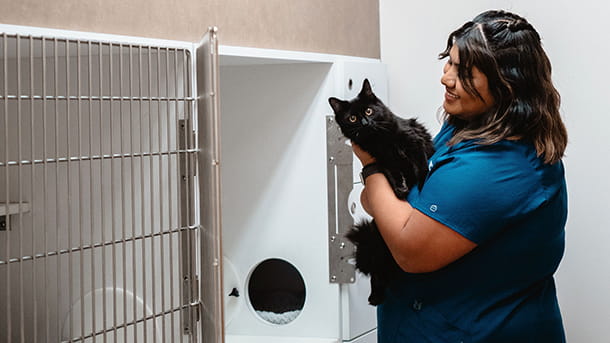 VCA Los Gatos veterinary staff holding a black cat in the boarding area