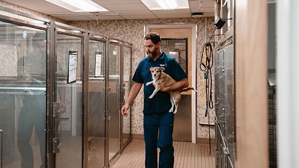 Kennel assistant carrying a dog in the boarding area at VCA Animal Hospital of Los Gatos