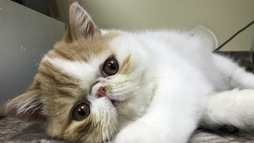 Adult and Senior Wellness at VCA Lovers Lane Animal Hospital