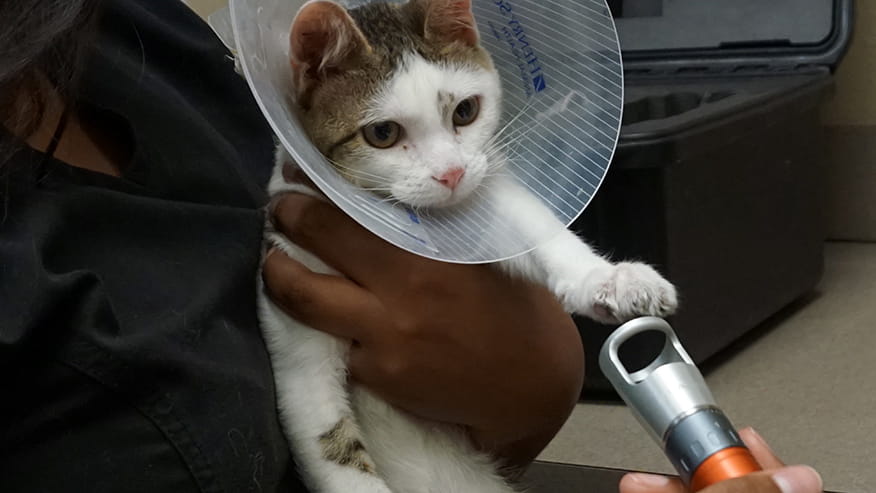 Cold Laser Therapy at VCA Lovers Lane Animal Hospital