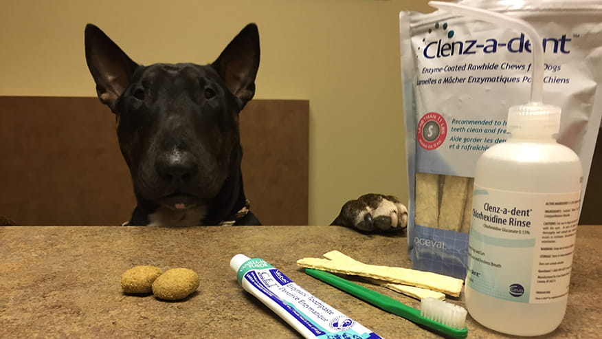 Dental Care at VCA Lovers Lane Animal Hospital