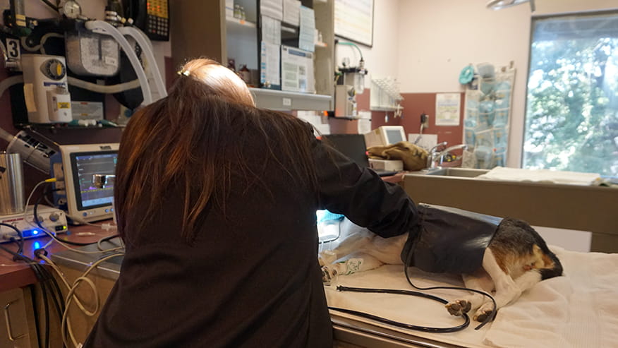 Dentistry at VCA Lovers Lane Animal Hospital