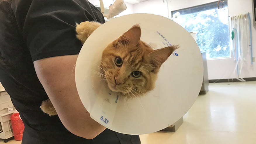 Emergency Care at VCA Lovers Lane Animal Hospital