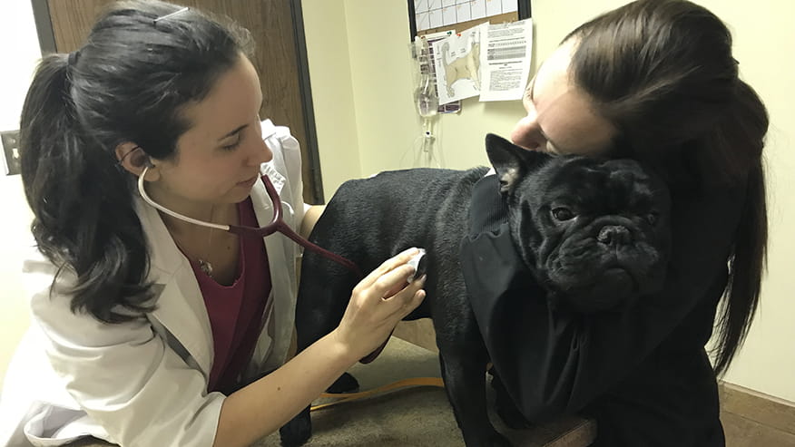 Exams at VCA Lovers Lane Animal Hospital