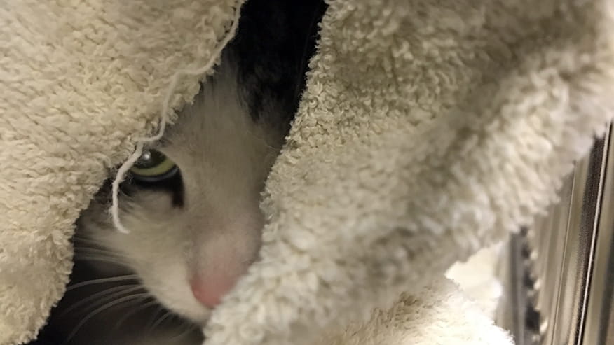 Pain Management at VCA Lovers Lane Animal Hospital