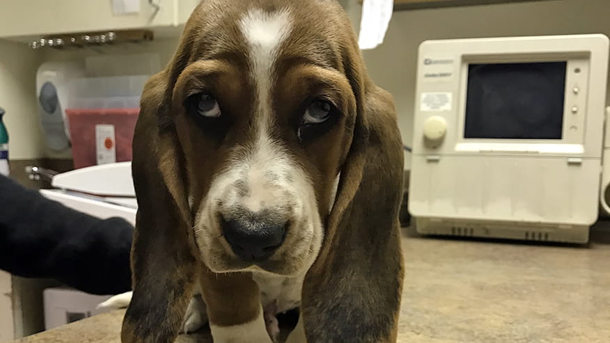 Preventive Medicine at VCA Lovers Lane Animal Hospital