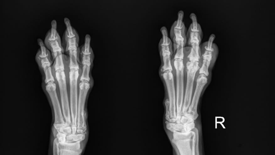 Radiology at VCA Lovers Lane Animal Hospital