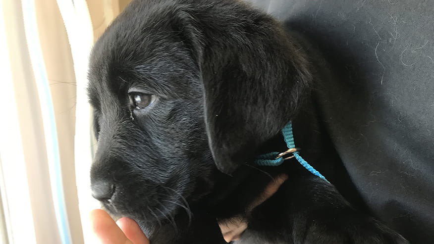 Vaccinations at VCA Lovers Lane Animal Hospital