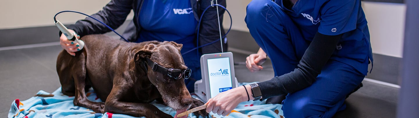 Our Services in Seattle, WA VCA Magnolia Animal Hospital