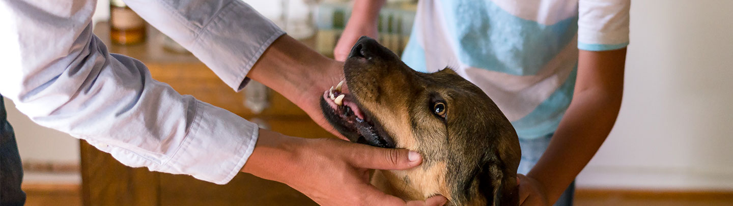 Hours Information Vca Maple Shade Animal Hospital