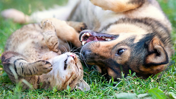 Community Partners In Springfield Or Vca Mckenzie Animal Hospital