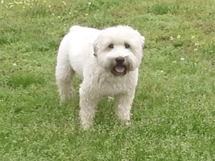 Pet Boarding In Williamsburg Va Vca Merrimac Animal Hospital
