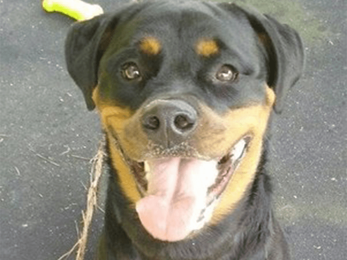 Dog Boarding In Williamsburg Va Vca Merrimac Animal Hospital