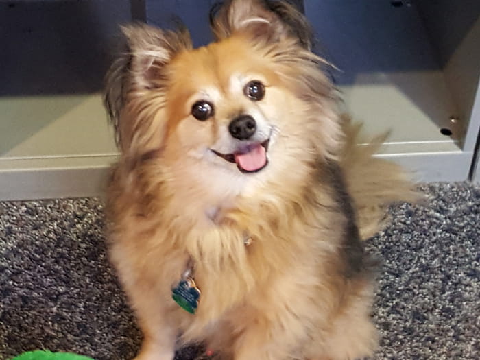 vca met vet west animal hospital