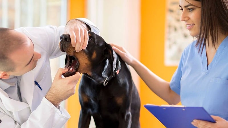 vca midwest veterinary referral and emergency center