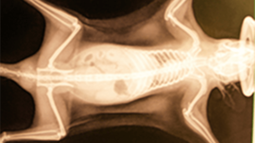 Xray