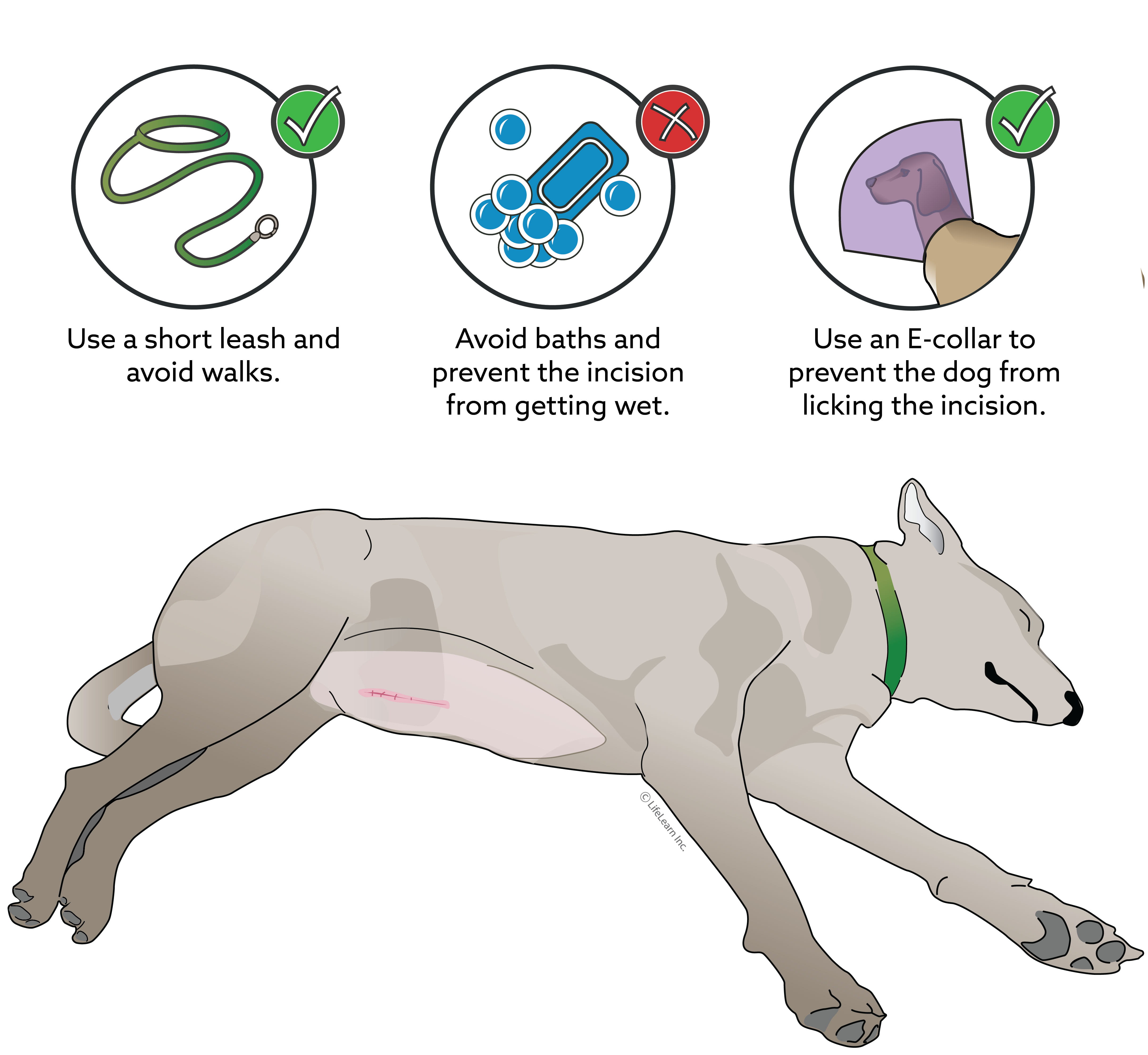 Dog Rash Discharge Why Does My Puppy Have Discharge