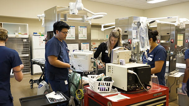 Veterinary staff in treatment area at VCA Mueller