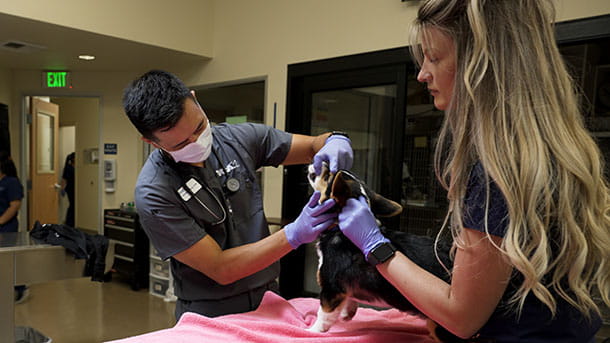 Veterinary staff looking at dog's teeth at VCA Mueller