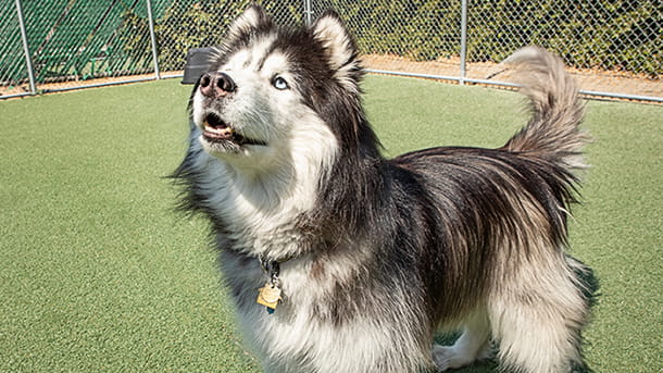 Husky dog outside in the grass at VCA Mueller