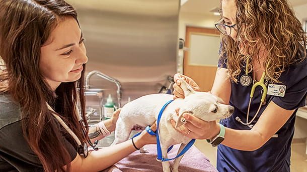 VCA Mueller veterinary staff checking dog's ear during an exam