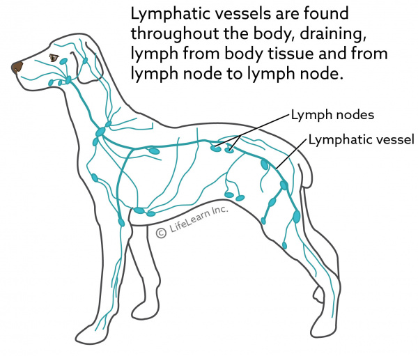 Dog Anatomy Lymph Nodes Location