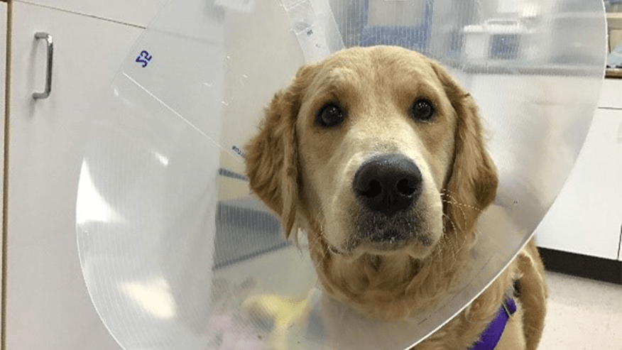 876x493 murrayhill RoutineSurgery