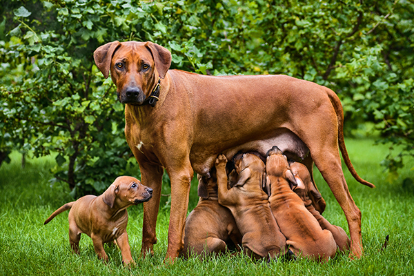 what to feed a breastfeeding dog