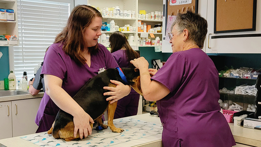 Dog ear clean at VCA Neshaminy Animal Hospital