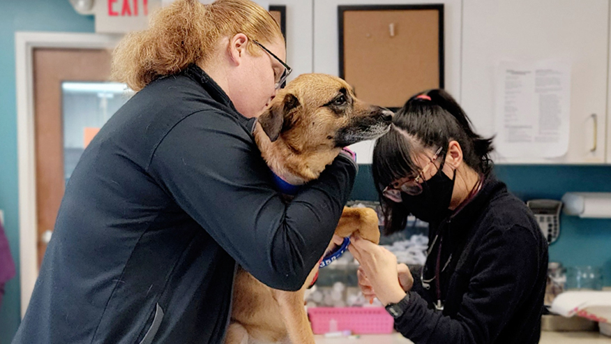 Dog nail trim at VCA Neshaminy Animal Hospital