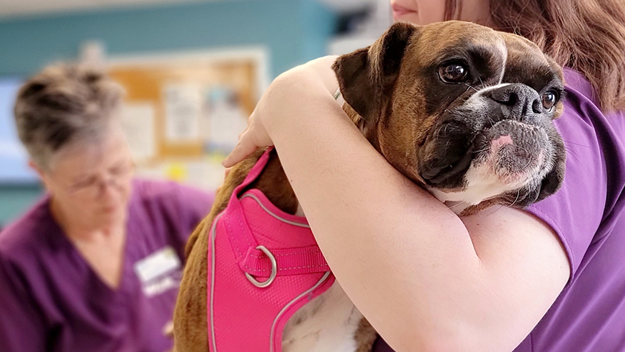 Boxer pup with veterinary staff member at VCA Neshaminy Animal Hospital