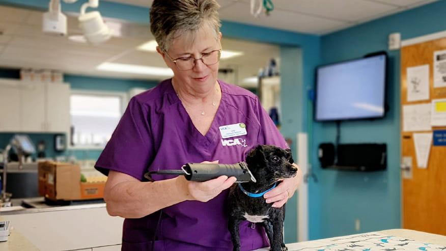 Dog grooming at VCA Neshaminy Animal Hospital