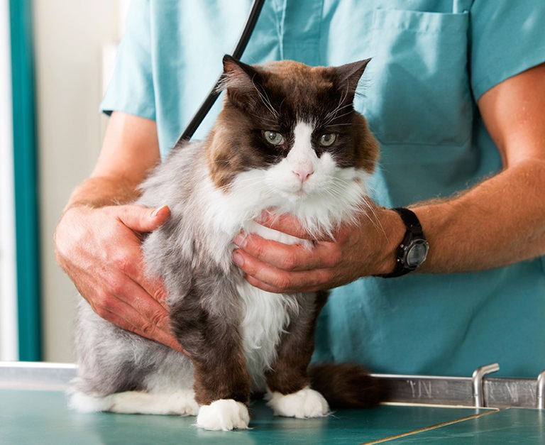 Veterinarians in Goleta, CA | VCA Noah's Ark Animal Hospital