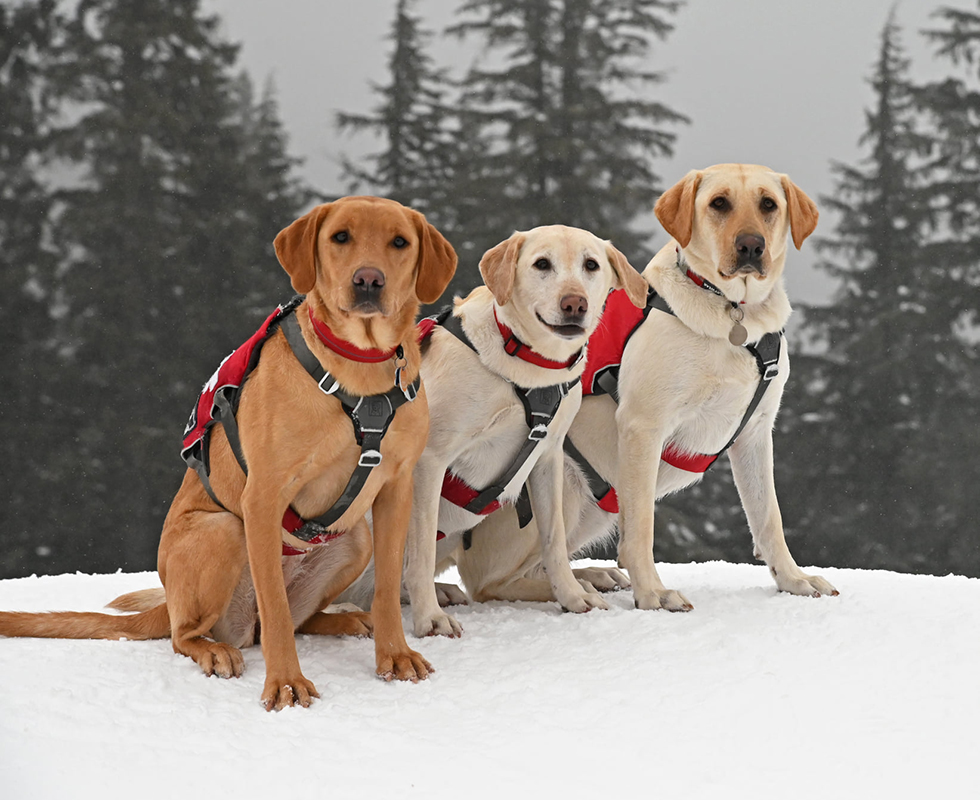 Dogs of the Schweitzer Avalanche Dog Rescue Team