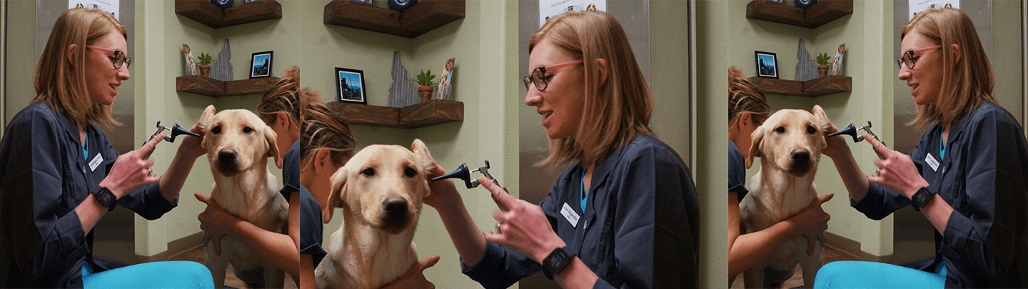 Our Services In Sandpoint Id Vca North Idaho Animal Hospital