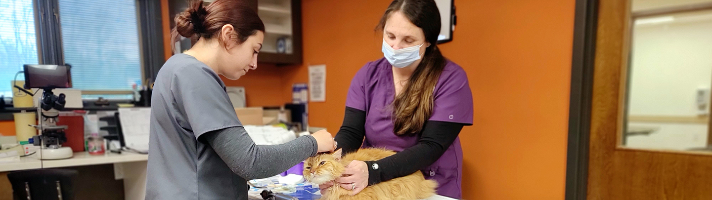 Veterinary staff with orange cat at VCA Northside Animal Hospital