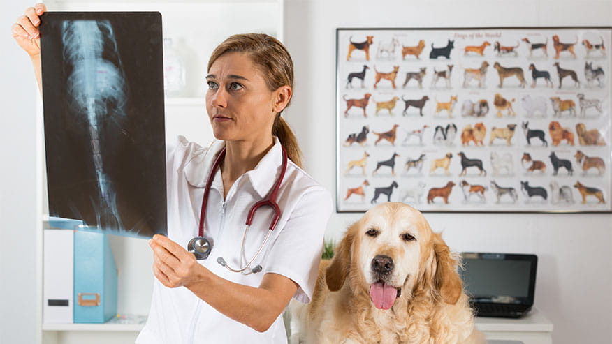 Digital radiography in Clackamas, OR | VCA Northwest ...