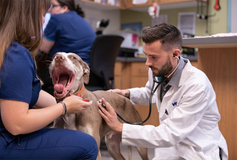 Careers at VCA Northwest Veterinary Specialists